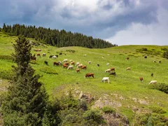 Высокогорное плато Ассы - жайляу (весна)